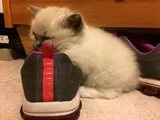 Cuccioli di Chanel e Nathan...