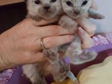 Cuccioli di Jacqueline e Walnetto nati il 2 ottobre 2016