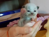 Cuccioli di Jacqueline e Walnetto nati il 2 ottobre 2016