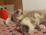 Cuccioli di Jacqueline e Walnetto nati il 2 ottobre 2016