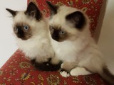 Cuccioli di Jacqueline e Walnetto nati il 2 ottobre 2016