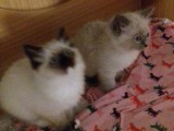 Cuccioli di Jacqueline e Walnetto nati il 2 ottobre 2016