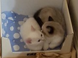 Cuccioli di Scarlett e Walnetto nati il 16 ottobre 2016