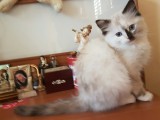 Cuccioli di Scarlett e Walnetto nati il 16 ottobre 2016