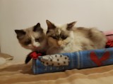 Cuccioli di Scarlett e Walnetto nati il 16 ottobre 2016