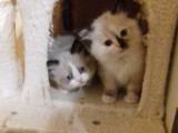 Cuccioli di Scarlett e Walnetto nati il 16 ottobre 2016