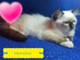 Cuccioli di Jennifer e Walnetto nati il 28 marzo 2017