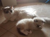 Cuccioli di Felicia e Walnetto nati il 26 aprile 2017