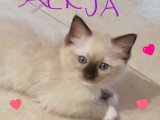 Cuccioli di Felicia e Walnetto nati il 26 aprile 2017