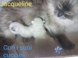 Cuccioli di Jacqueline e Walnetto nati il 28 giugno 2018