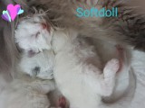 Cuccioli di Jacqueline e Walnetto nati il 28 giugno 2018