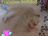 Cuccioli di Jacqueline e Walnetto nati il 28 giugno 2018