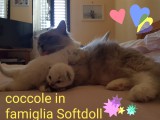 Cuccioli di Jacqueline e Walnetto nati il 28 giugno 2018