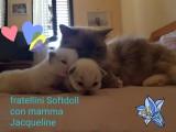 Cuccioli di Jacqueline e Walnetto nati il 28 giugno 2018