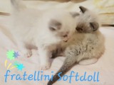 Cuccioli di Jacqueline e Walnetto nati il 28 giugno 2018