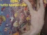 Cuccioli di Jacqueline e Walnetto nati il 28 giugno 2018