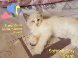 Cuccioli di Jacqueline e Walnetto nati il 28 giugno 2018