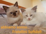 Cuccioli di Jacqueline e Walnetto nati il 28 giugno 2018