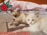 Cuccioli di Jacqueline e Walnetto nati il 28 giugno 2018