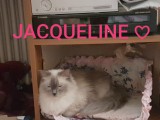 Cuccioli di Jacqueline e Walnetto nati il 28 giugno 2018