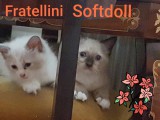 Cuccioli di Jacqueline e Walnetto nati il 28 giugno 2018