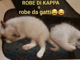 Cuccioli di Jacqueline e Walnetto nati il 28 giugno 2018