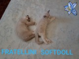 Cuccioli di Jacqueline e Walnetto nati il 28 giugno 2018