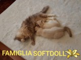 Cuccioli di Jacqueline e Walnetto nati il 28 giugno 2018