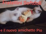 Cuccioli di Jacqueline e Walnetto nati il 28 giugno 2018