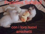 Cuccioli di Jacqueline e Walnetto nati il 28 giugno 2018