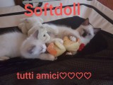 Cuccioli di Jacqueline e Walnetto nati il 28 giugno 2018