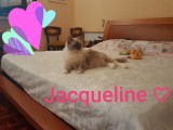 Cuccioli di Jacqueline e Walnetto nati il 28 giugno 2018