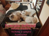 Cuccioli di Jacqueline e Walnetto nati il 28 giugno 2018