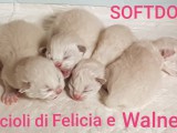 FELICIA e WALNETTO del 16 gennaio 2019