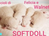 FELICIA e WALNETTO del 16 gennaio 2019