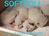 FELICIA e WALNETTO del 16 gennaio 2019