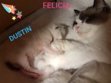 FELICIA e WALNETTO del 16 gennaio 2019