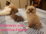 FELICIA e WALNETTO del 16 gennaio 2019