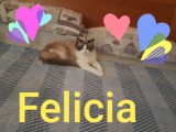 FELICIA e WALNETTO del 16 gennaio 2019