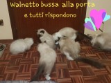 FELICIA e WALNETTO del 16 gennaio 2019