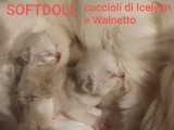 ICELYNN e WALNETTO del 30 marzo 2019