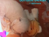 Scarlett e Walnetto del 2 ottobre 2019