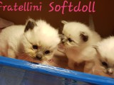 Cuccioli di Jennifer e Walnetto del 17-02-2020