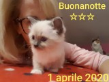 Cuccioli di Jennifer e Walnetto del 17-02-2020