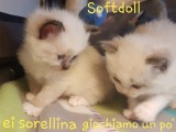 Cuccioli di Felicia e Walnetto del 26-03-2020