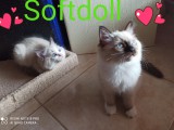 Cuccioli di Felicia e Walnetto del 26-03-2020