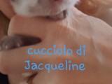 Cucciolate di Jacqueline e Walnetto e di Icelynn e Shaban 2020